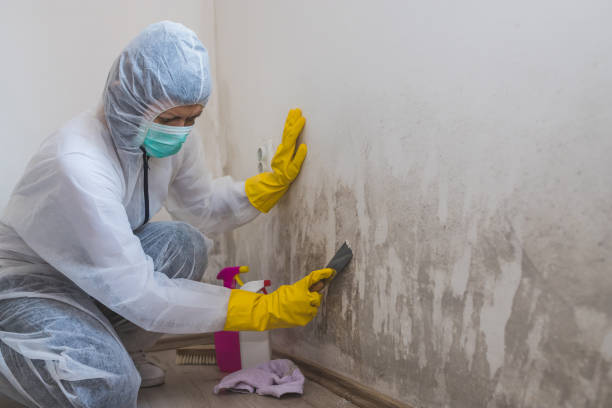 Best Mold Remediation  in Wallburg, NC